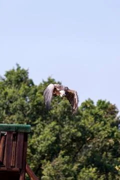 A flight of a Vulture Stock Photos