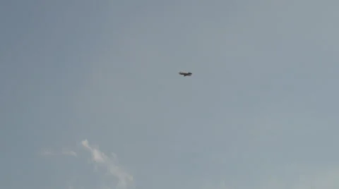 Flight wagtail Vídeo Stock 40236985