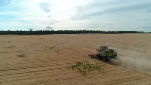 Flight on a wheat field on which the combine harvests 스톡 동영상 218978655