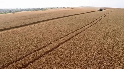 Flight on wheat fields with a combine Stock Footage 81255808