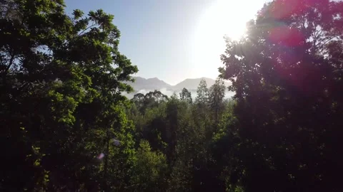 Flight in which a drone passes between trees and a beautiful landscape Stock Footage 154778719