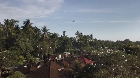 Flight of white herons over a village in indonesia on the island bali Stock Footage 119537341