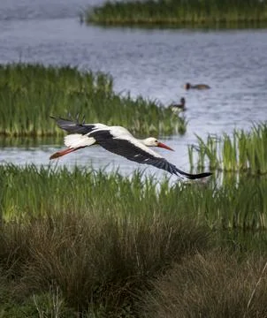 The Flight of a White Stork Foto stock