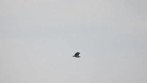 Flight of the white-tailed eagle, 4K slomo Stock Footage 237510487