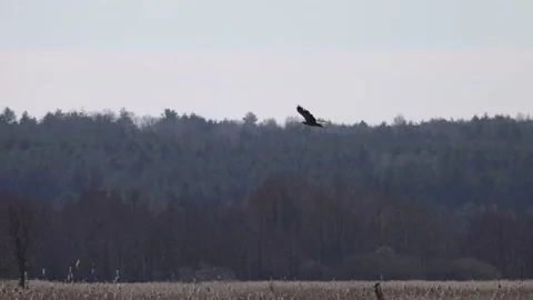Flight of the white-tailed eagle against the backdrop of the forest, 4K slomo Stock Footage 172429583