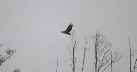 The flight of a white-tailed eagle, birds on trees in the background, 4K slomo Stock Footage 168135630