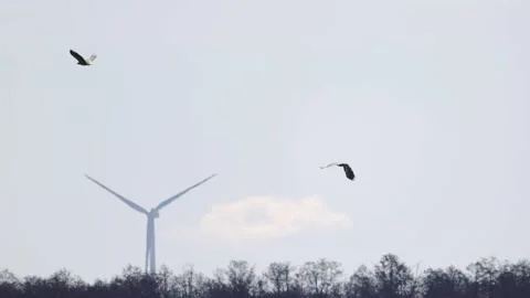 Flight of white-tailed eagles against the backdrop of a wind power plant, 4K Video stock 172429616