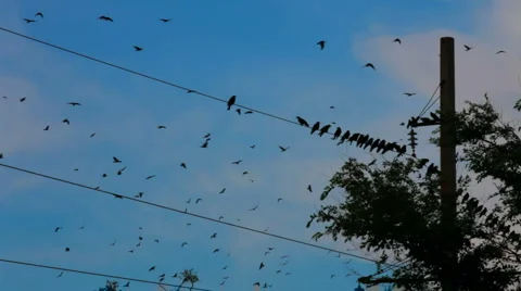 Flight of wild birds Stock Footage 1465659