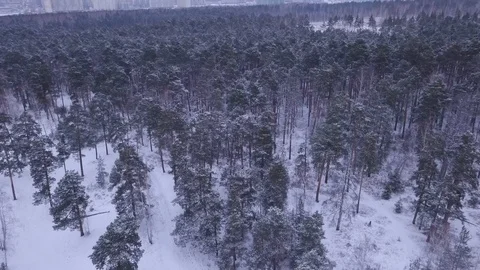 Flight in winter on a drone above the forest Stock Footage 102178251