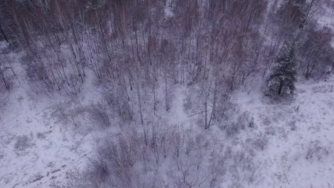 Flight in winter on a drone above the forest Stock-Footage 102178555