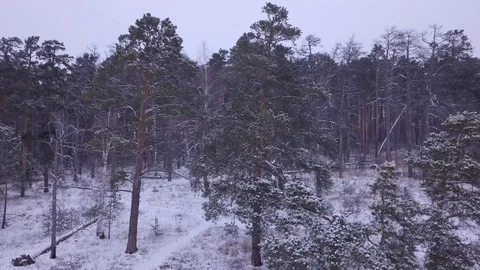 Flight in winter on a drone above the forest Видео 102178767