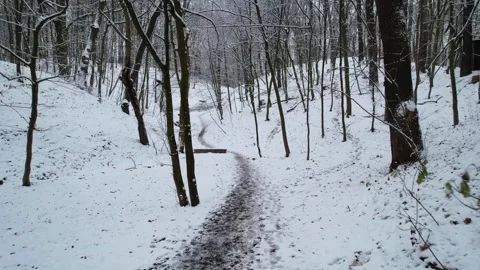Flight in winter forest Stock Footage 263118913