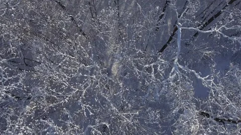 Flight Winter forest in Snow Видео 325083294
