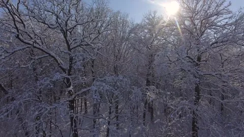 Flight Winter forest in Snow Vídeos de archivo 325083340