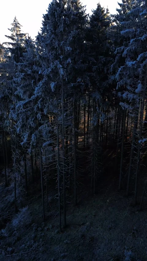 Flight in the winter frozen forest during the sunrise. 4K aerial drone video. Stock Footage 297628603