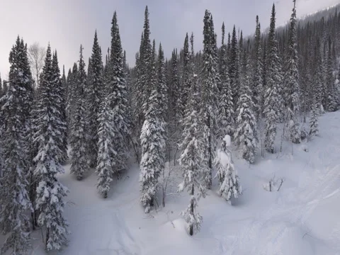 Flight winter tree Vídeos de archivo 70925457