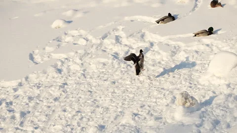 Flight of a wintering duck over snow, 8x slow motion, Russia Stock Footage 297559878