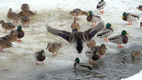 Flight of a wintering duck, rear view, Russia, Moscow. 8x slow motion Stock Footage 297559937