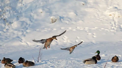 Flight of a wintering ducks over snow, 8x slow motion, Russia Stock Footage 297560768
