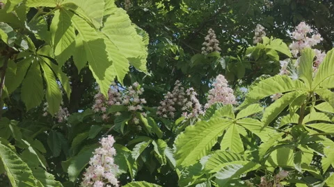 Flight within blooming Horse-chestnut tree, flying between branches covered with Stock-Footage 335905249