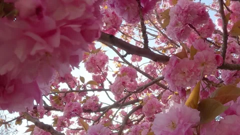 Flight within Japanese Cherry tree full of deep-pink blooming flowers, POV view Stock Footage 340073684