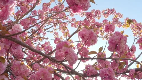 Flight within Japanese Cherry tree full of deep-pink blooming flowers, POV view Stock Footage 340073760