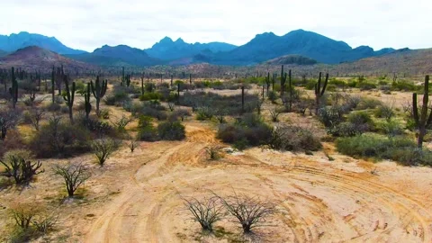 Flight within the radius of a cactus grove in the mountains Stock Footage 153399519
