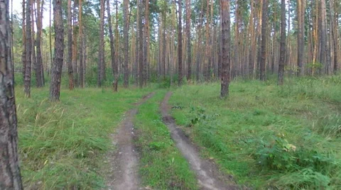 Flight in the wood Stock Footage 49159701