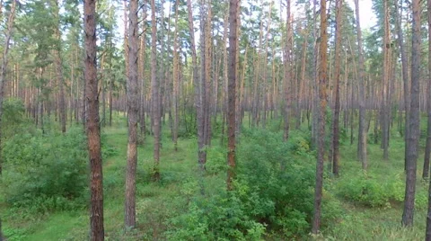 Flight in the wood Stock-Footage 49680413