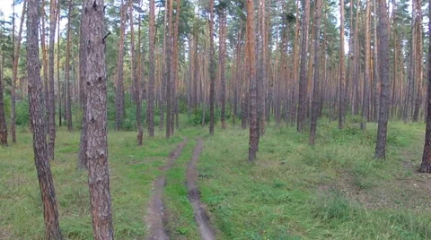 Flight in the wood Stock-Footage 50959846