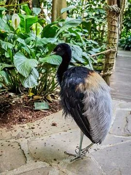 Flightless bird standing on stone path in tropical greenhouse Stock Photos