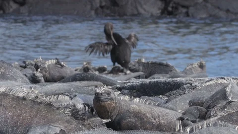 Flightless Cormorant drying wings next to Marine Iguanas on Fernandina Galapagos Stock Footage 112857047