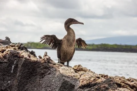 Flightless cormorant opening its tiny wings Stock Photos