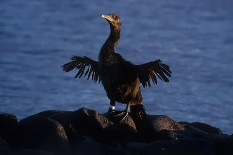 Flightless cormorant Stock Photos