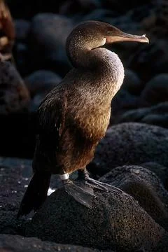 Flightless cormorant Foto stock