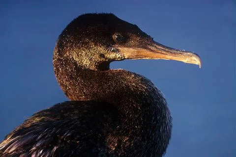 Flightless cormorant Stock Photos