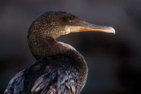 Flightless cormorant Stock Photos