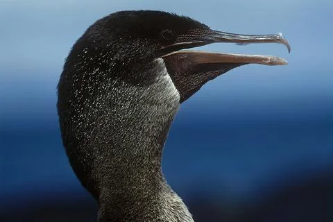 Flightless cormorant Stock Photos