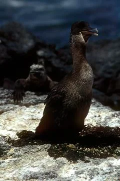 Flightless cormorant Stock Photos