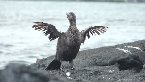 Flightless Cormorant Preening Feathers and Drying Wings Near Ocean of Stock Footage 148072970