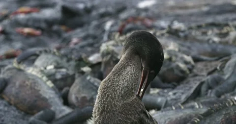 Flightless cormorant preening its feathers with its long curved beak. Stock Footage 275891491