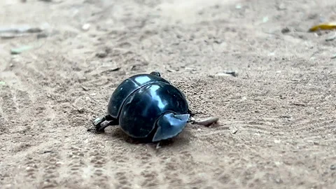 Flightless dung beetle (Circellium bacchus) limping front leg, towards