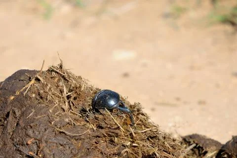 Flightless Dung Beetle Fotos de archivo