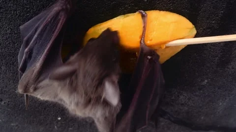 A Flightless Fruit Bat Crawling Eating Mango On The House Wall Stock Footage 141834834