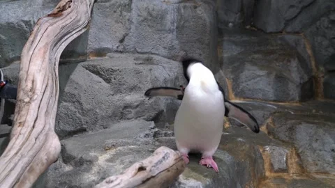 A flightless penguin standing on a rocky ledge with its wings outstretched .. Stock Footage 331452903