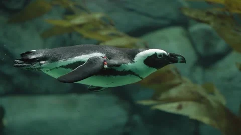 Flightless penguin underwater swimming in large tank of glass Stock Footage 244251667
