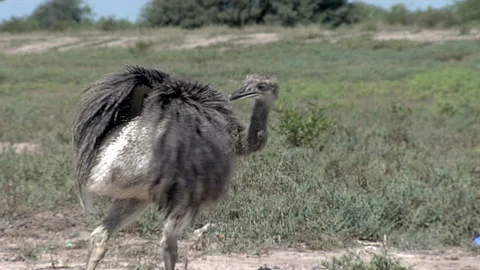 Flightless Rhea Bird Walking outdoors and Scratching Back with Beak - 4K Stock Footage 340634434