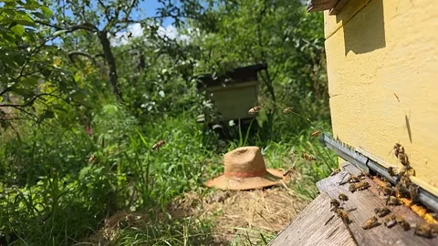 Flights of bees of a small bee colony. Stock Footage 341029301
