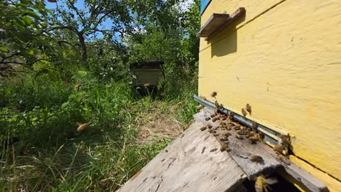Flights of bees of a small bee colony. Stock Footage 341029306