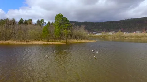 Flights over Norway ducks take off from the water Stockbeeldmateriaal 63504237
